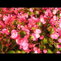 Begonia semperflorens cv Quick Pink (fam. Begoniacees) (2)